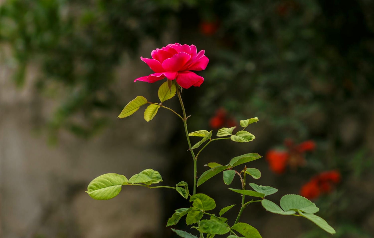 selective focus photography of red rose