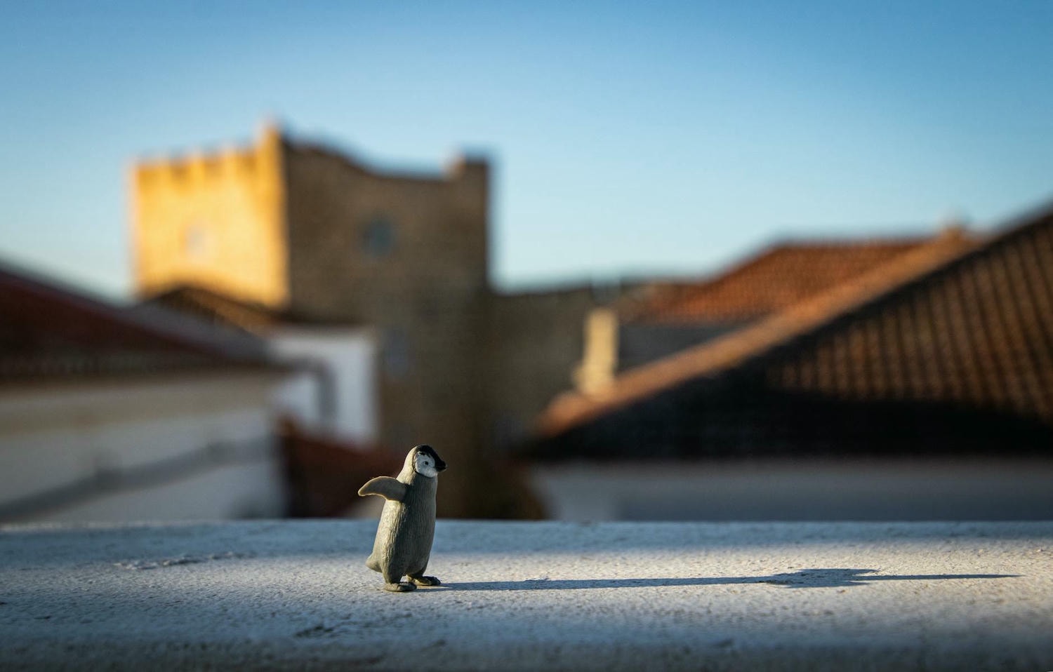 selective focus photography of a gray penguin
