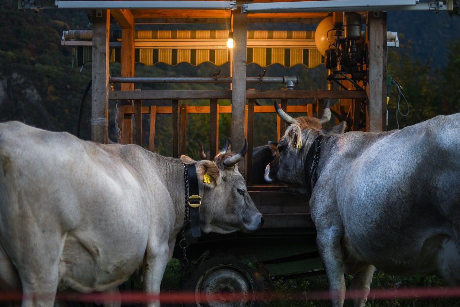 gray cow and brown cow near a wooden carriage