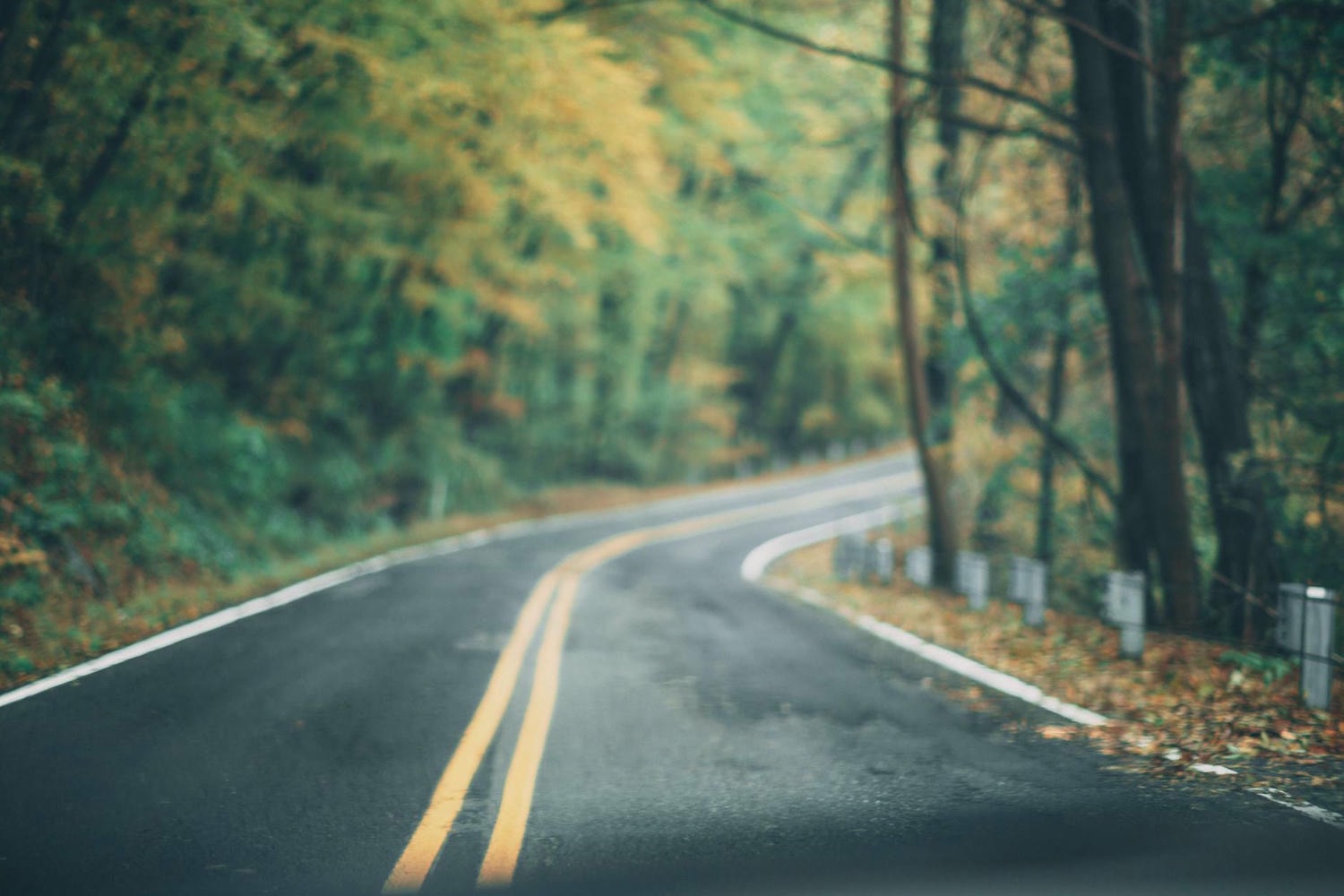asphalt road between trees