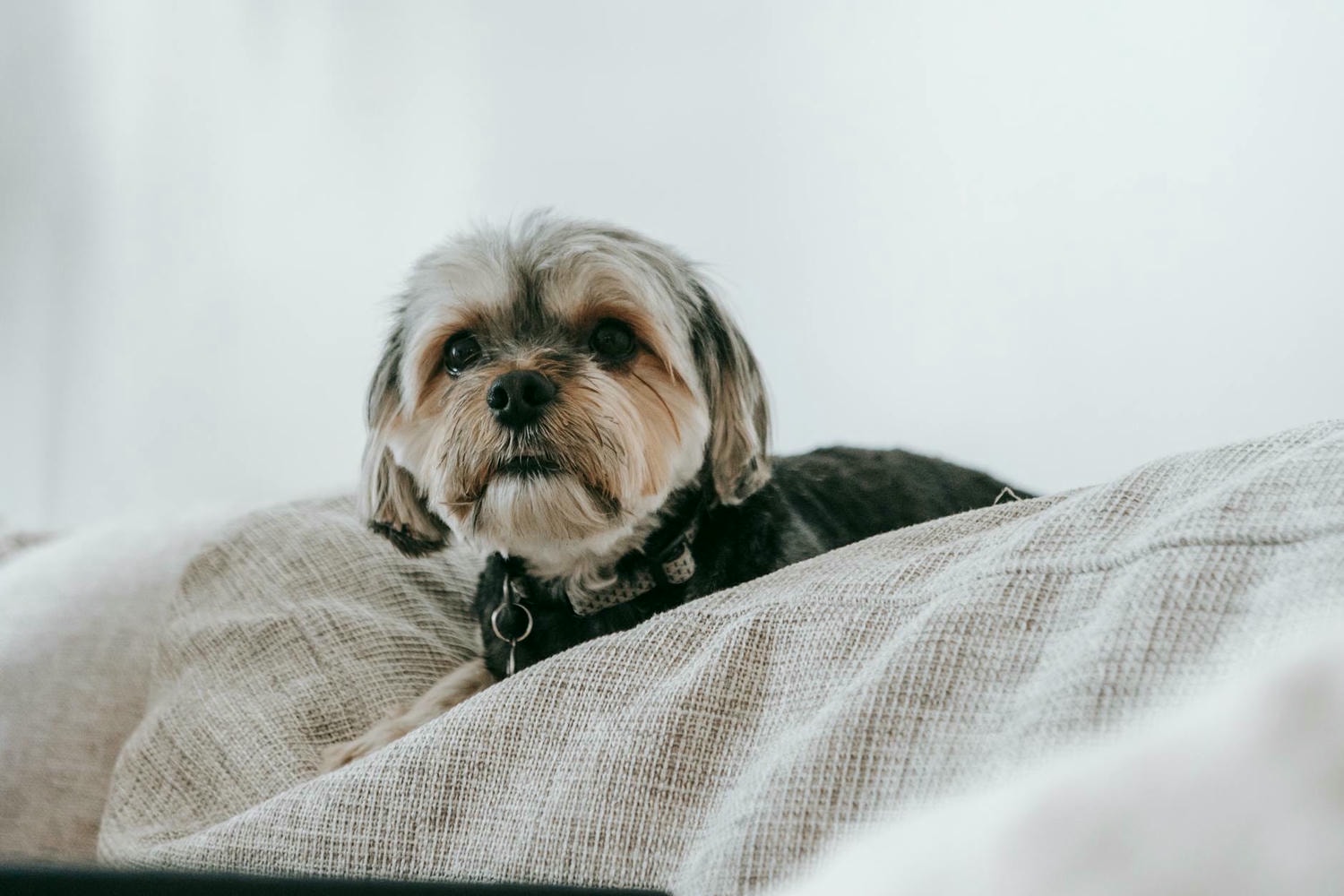 cute puppy in cozy room