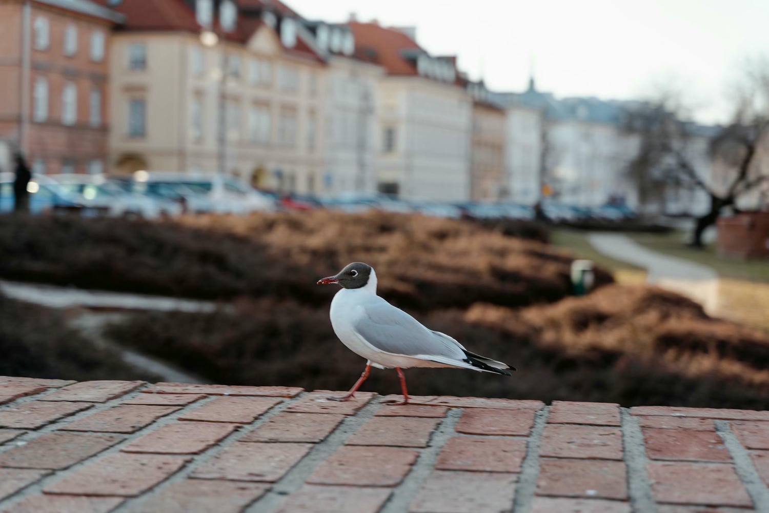 a bird perched on a brick ground