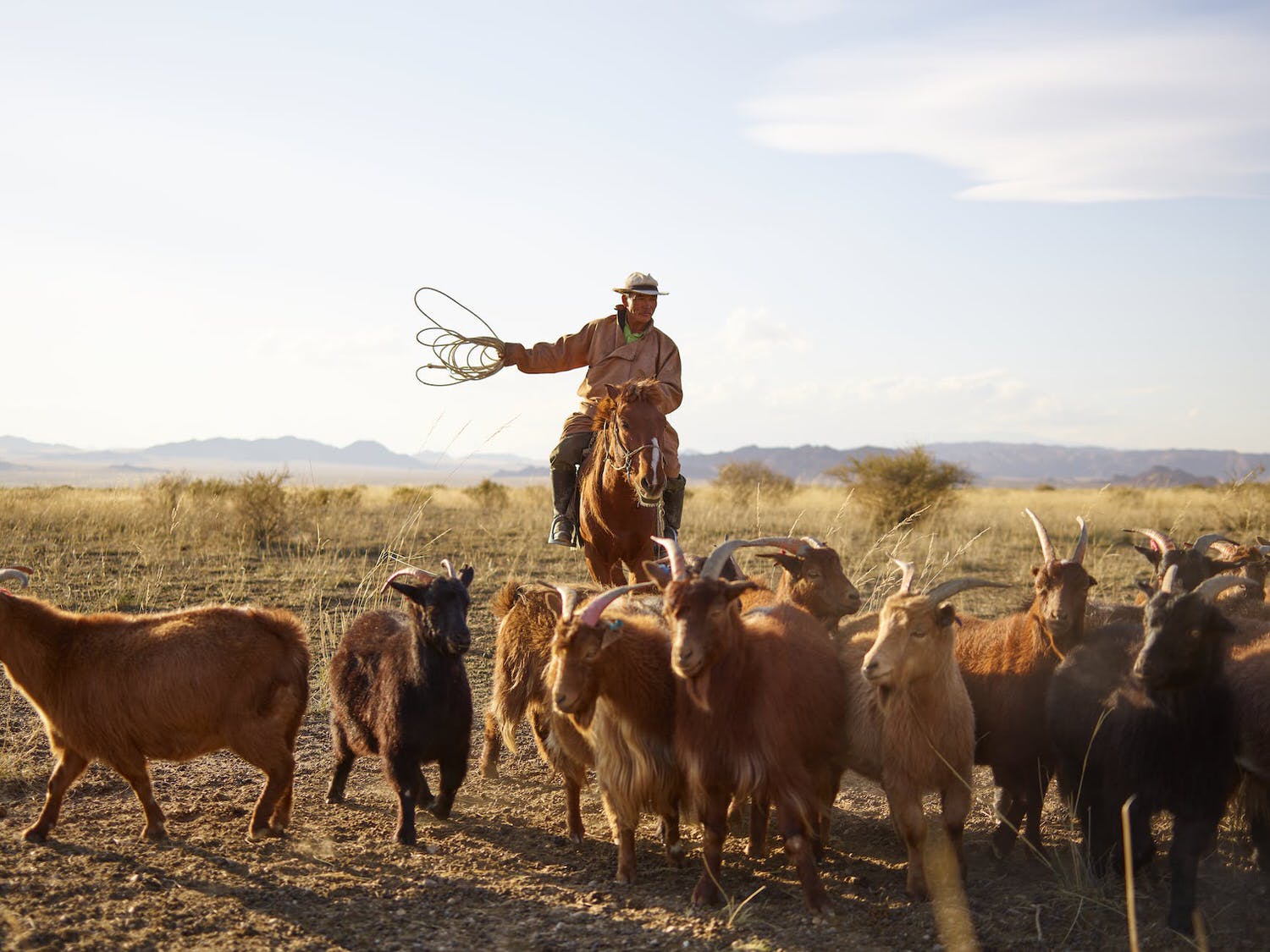 adult mongolian horseman grazing herd of goats in steppe