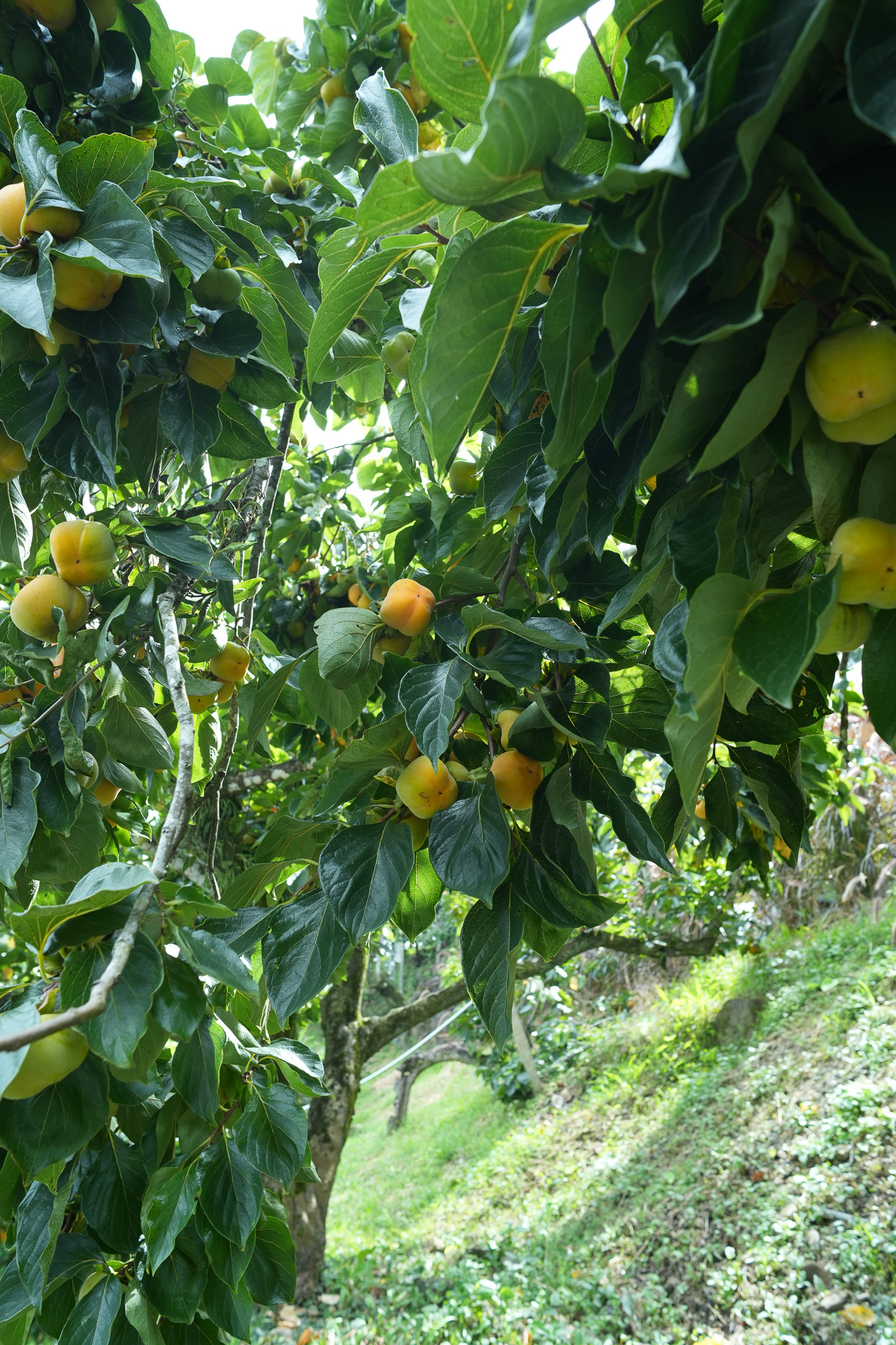 苗栗 雲霧漫漫 | 一泊四食-苗栗最夯的露營懶人體驗 - 第8張圖